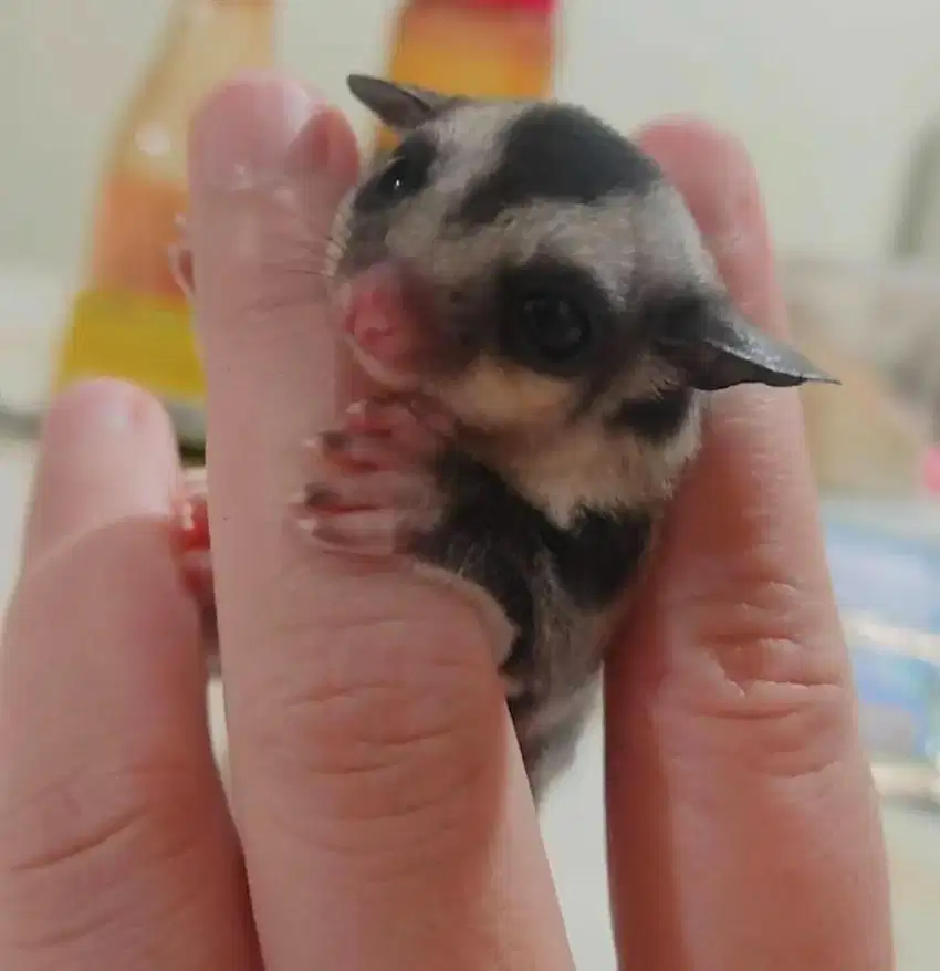 Sugar Glider Joey / Baby