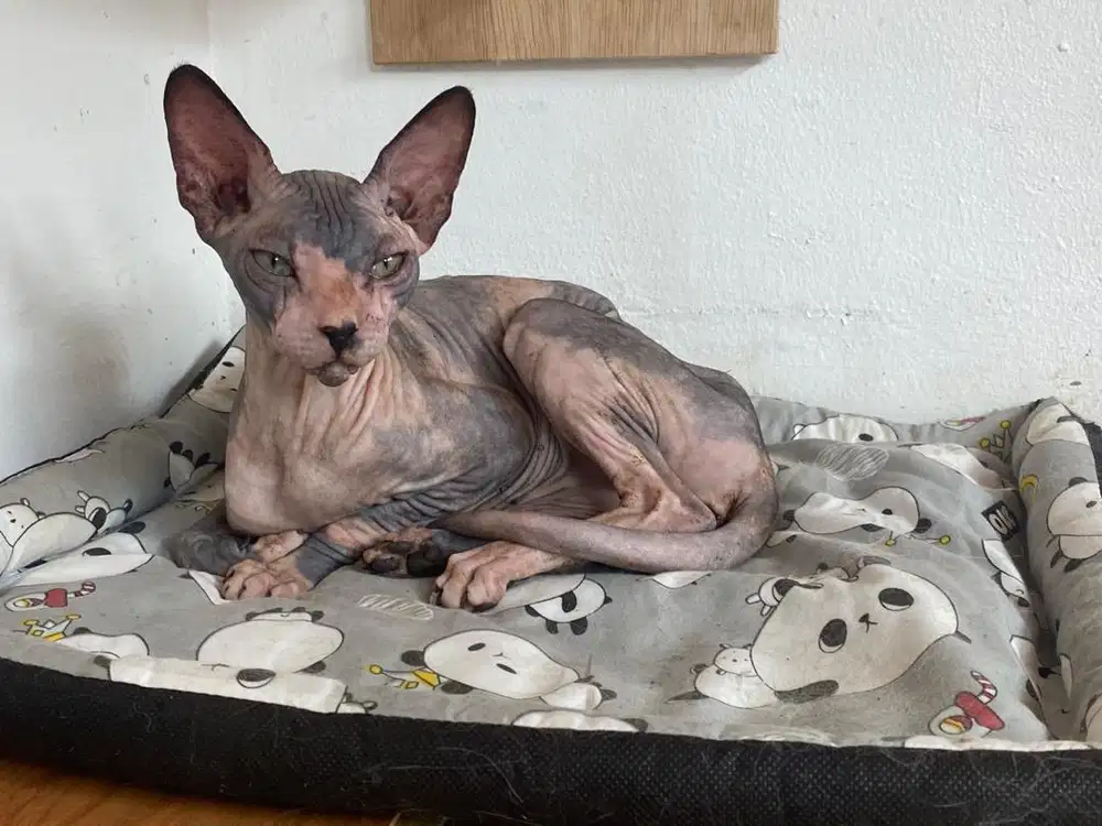 Sphinx betina calico