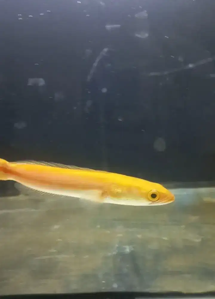 Ikan golden xanthic