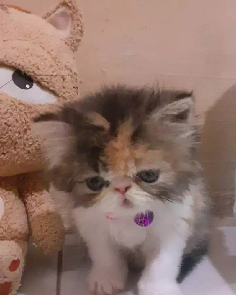 Jasa Mandikan Kucing