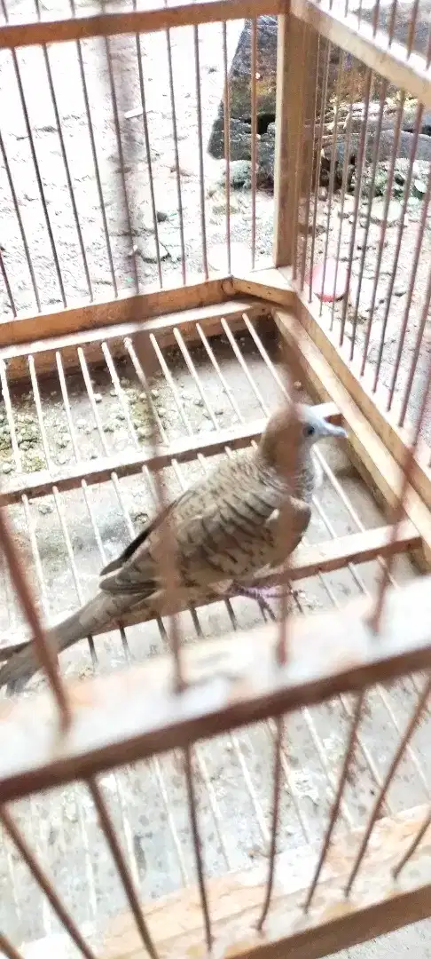 Burung perkutut Rajekwesi putri kinurung sisik angrem lokal alam