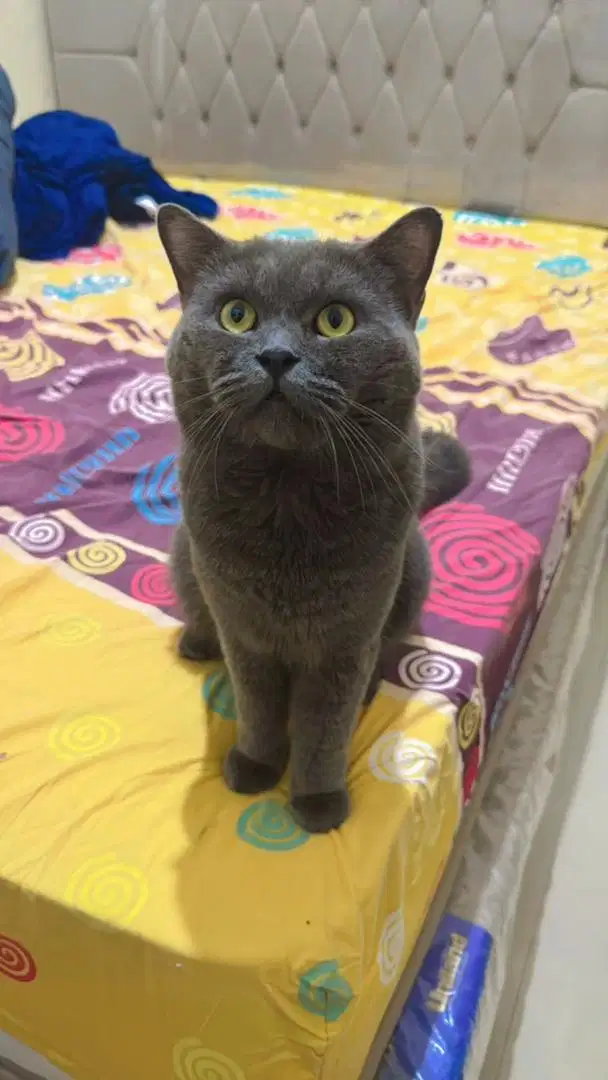 BSH non ped jantan British shorthair