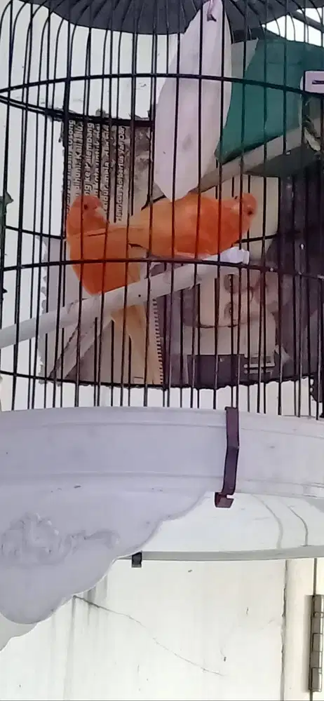 Kenari Merlok - Sepasang