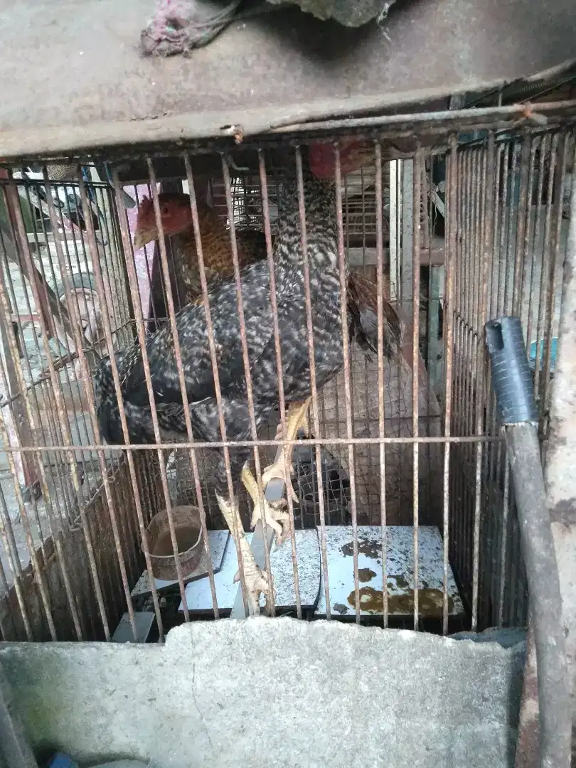 Ayam kampung jantan muda 2 ekor