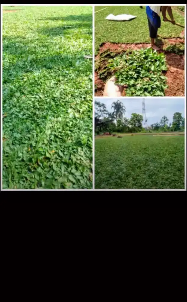 rumput gajah mini