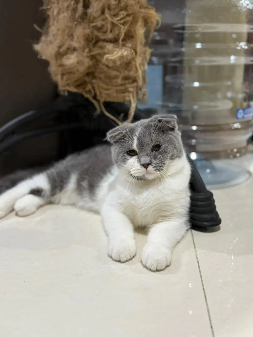Kucing Scottish Fold