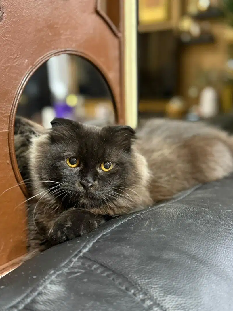Kucing Scottish Fold