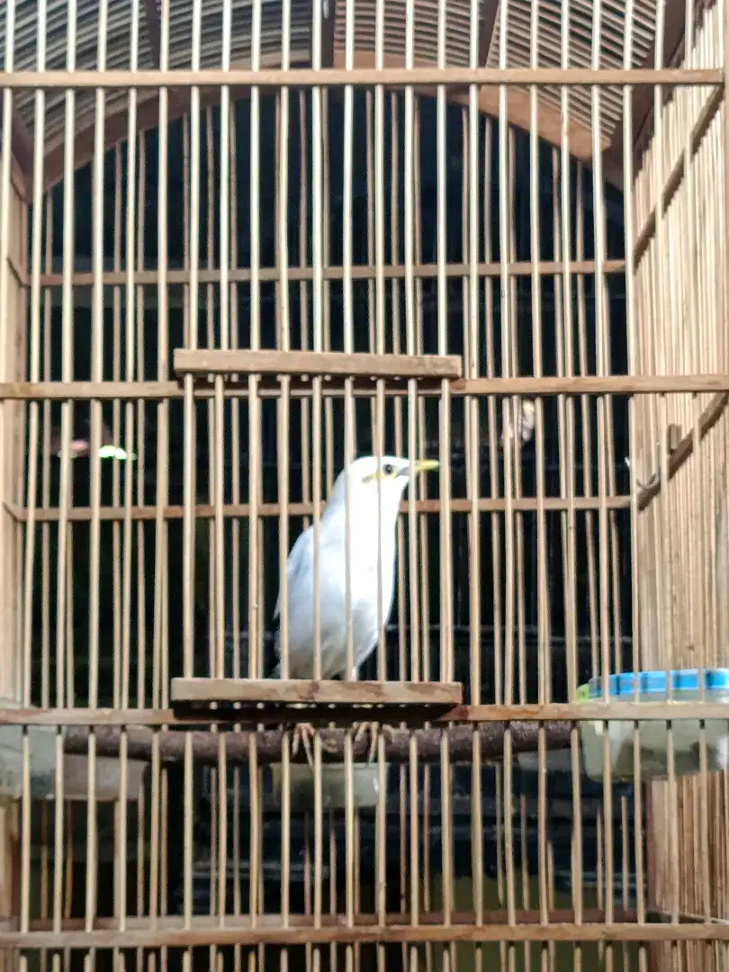 Jalak jantan gacor