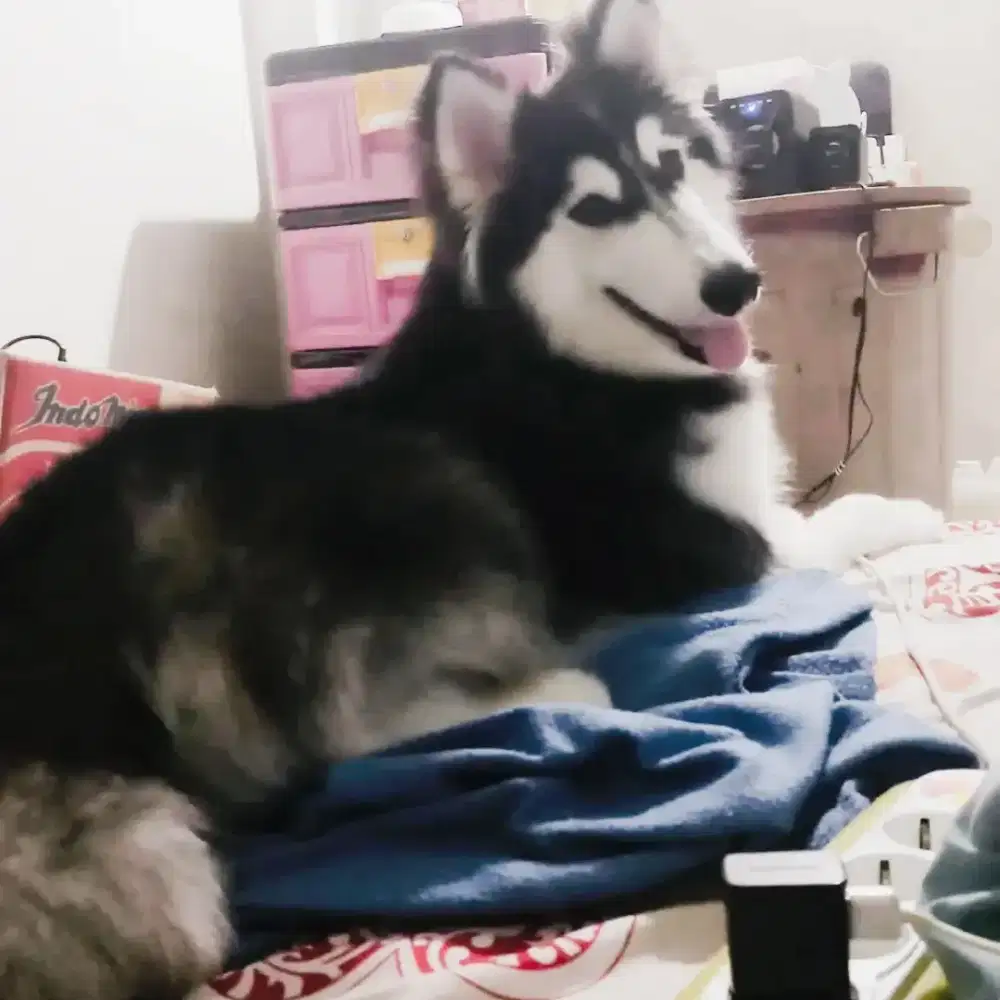 Open Stude Pemacakan Pejantan Siberian Giant LongHair