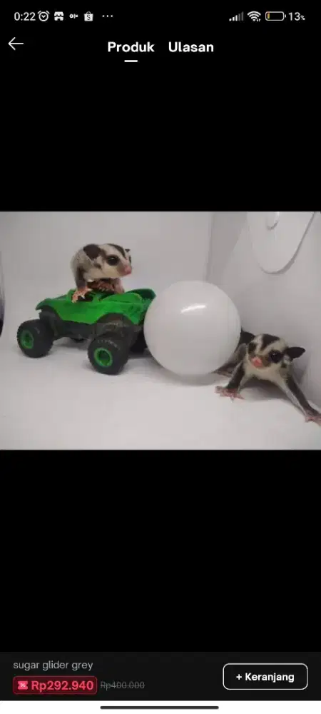 Sugar Glider Clasic Grey