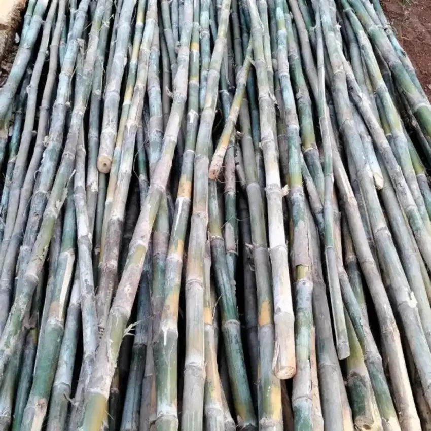 Jual bambu tiang umbul-umbul