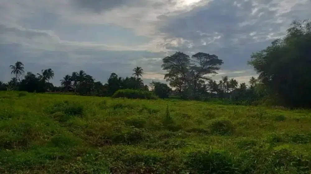 Tanah/lahan perkebunan 17.800m²/1hektar dan 2.716m²