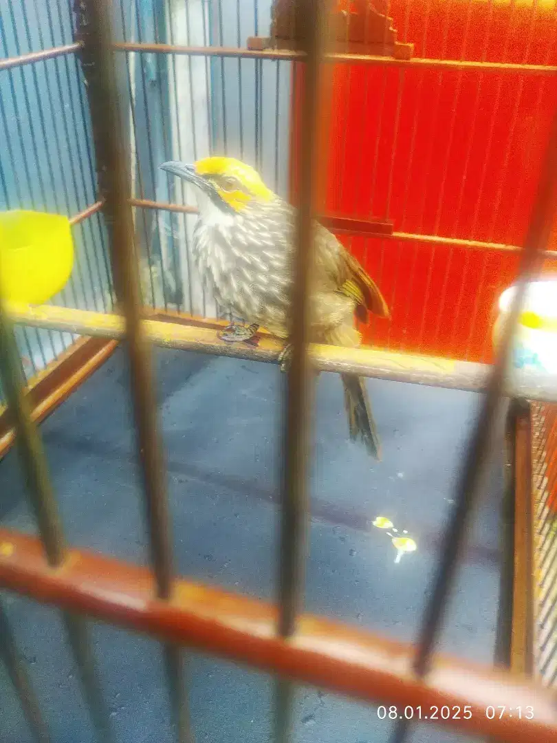 Burung cucak rowo