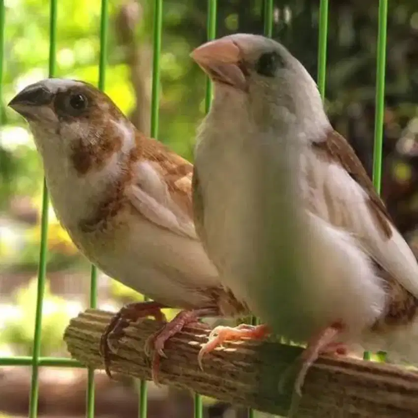 Burung Emprit Jepang