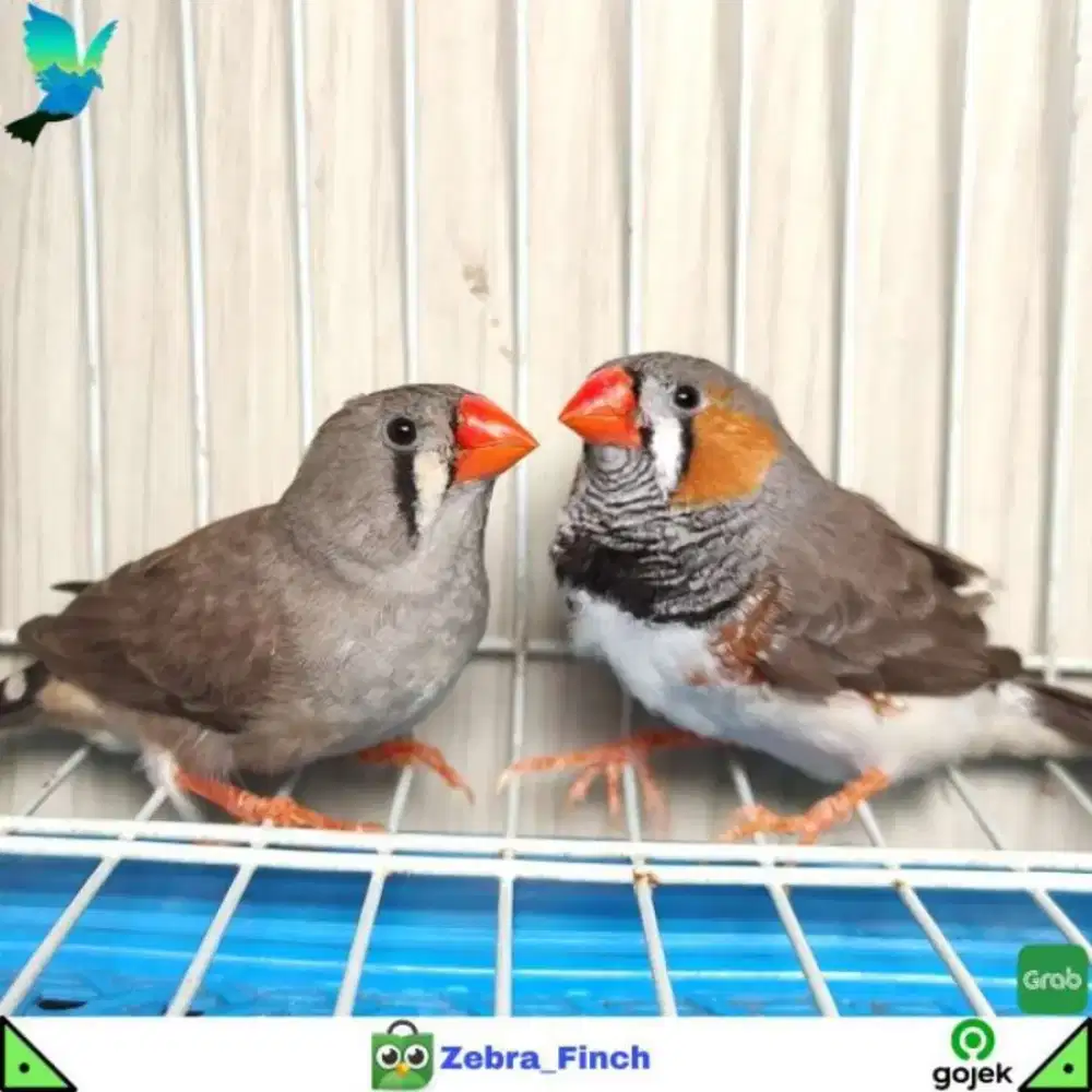 Burung Zebra Finch