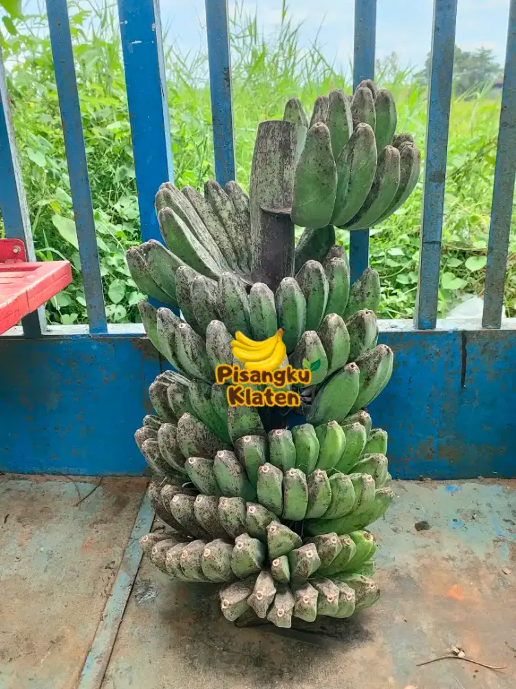 Pisang Kepok (pisangku_klaten)