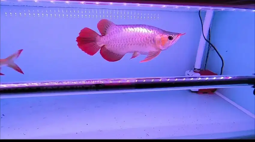 Super Red Short Body Arwana