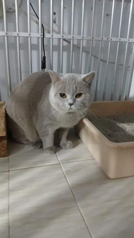 Kucing British Short Hair non ped jantan