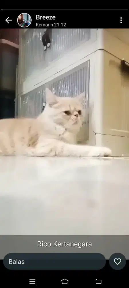 Kucing Persia Peaknose Jantan Warna Krem