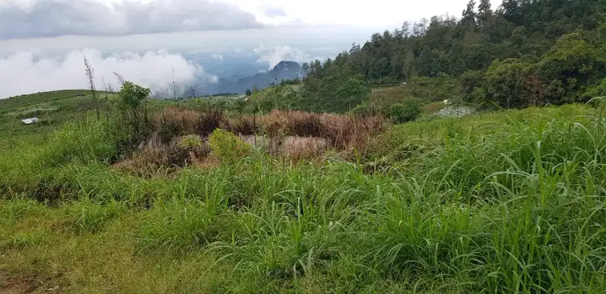 TANAH KAWASAN WISATA KEBUN TEH KEMUNING DI PARALAYANG SEGORO GUNUNG