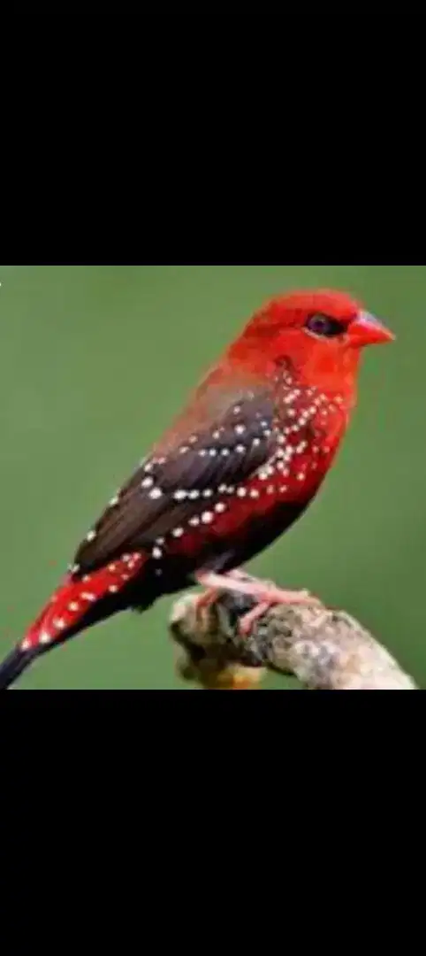 Strawbery Finch atau Pipit Strawbery