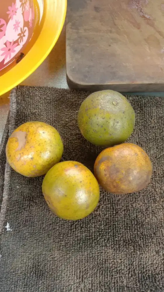 JAGA STAN ES JERUK PERAS