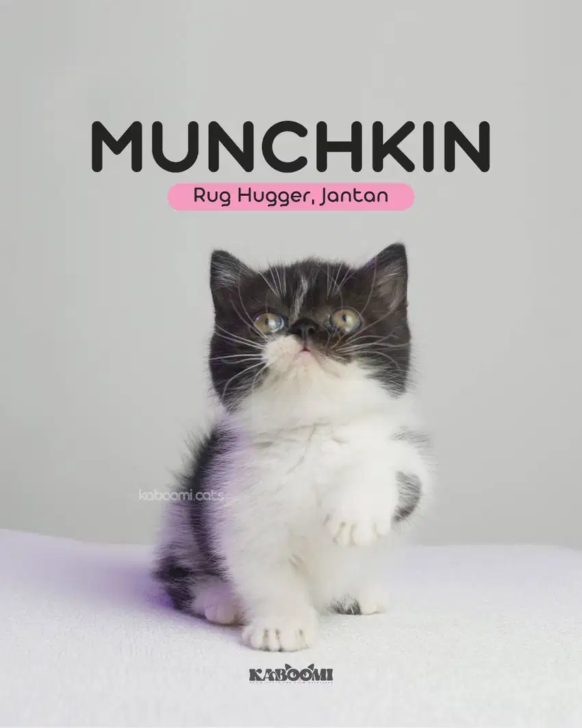 MUNCHKIN RUG HUGGER JANTAN KITTEN