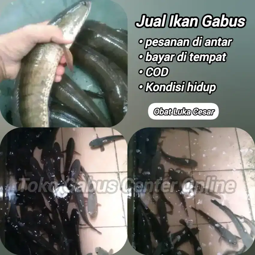 Ikan langka gabus konsumsi