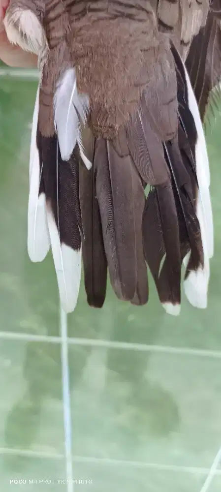 Perkutut Lokal Surung Drajad