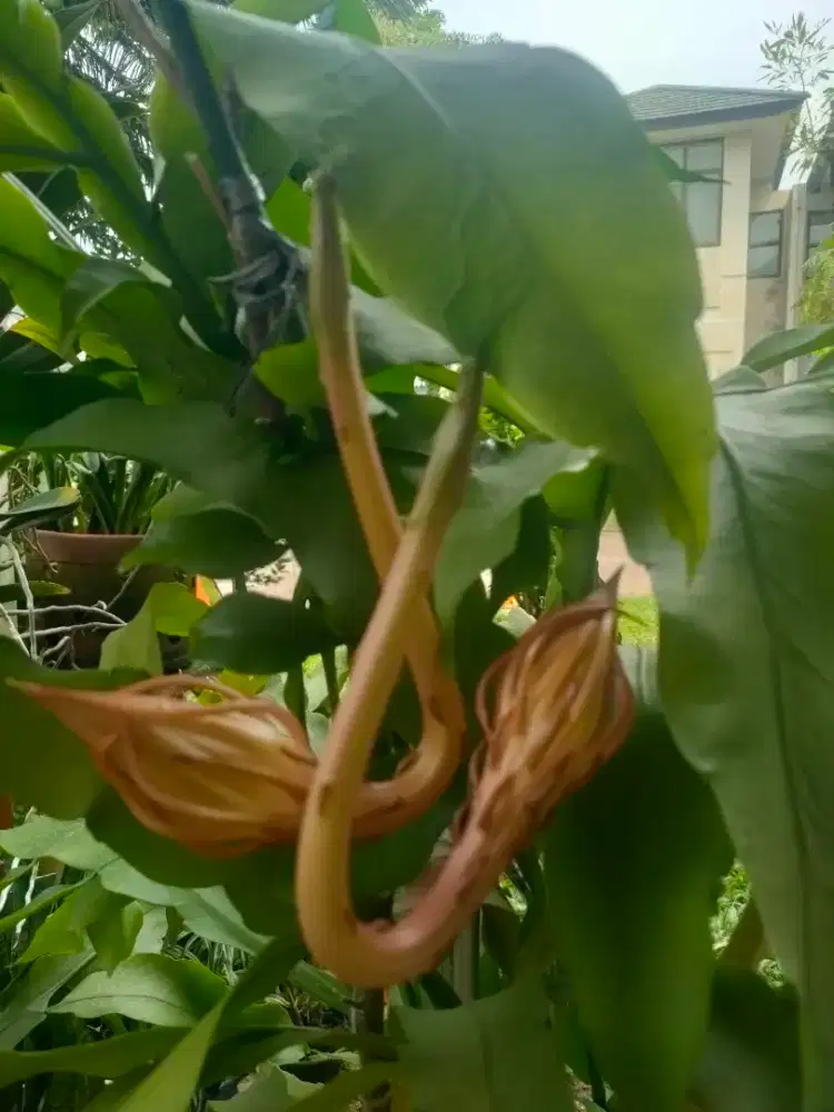 Wijayakusuma Putih Besar Dijual