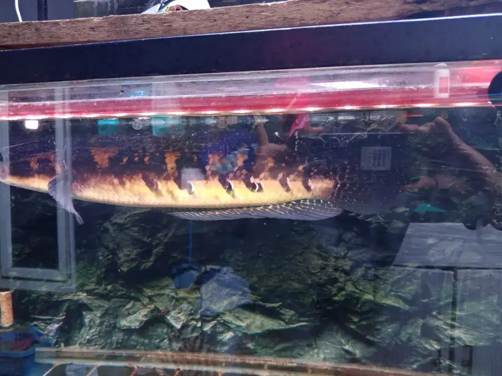 Dijual ikan hias peliharaan Channa Maru Yellow
