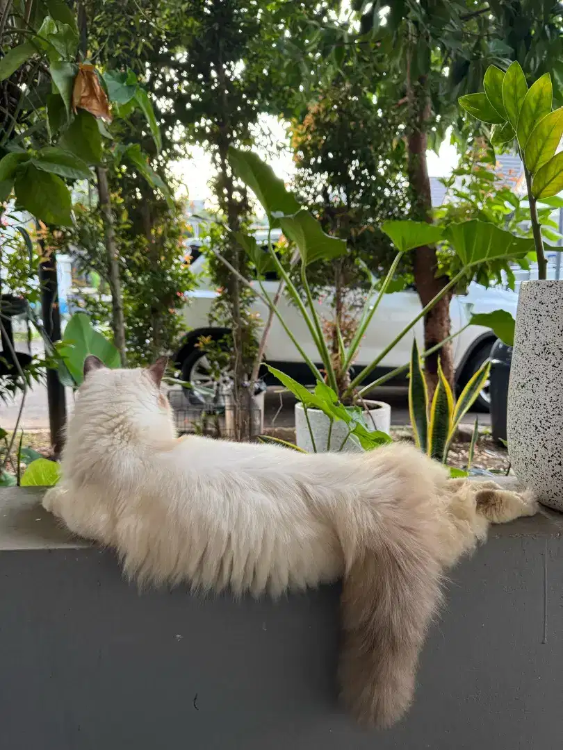 Pacak Kucing Mix Ragdoll