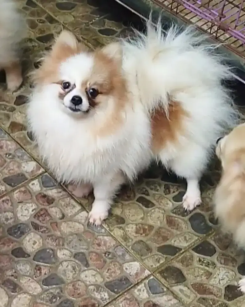 Mini pom betina Stb vaksin bulu kapas bentar lg lup