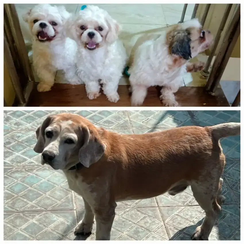 Open Adopt Shihtzu dan Beagle