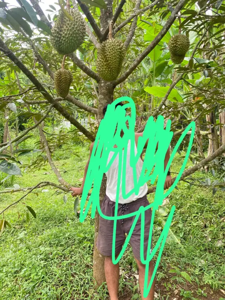 Jual kebun durian ada 50 pohon lokasi jumantono lt 3186m hrg 500jt neg