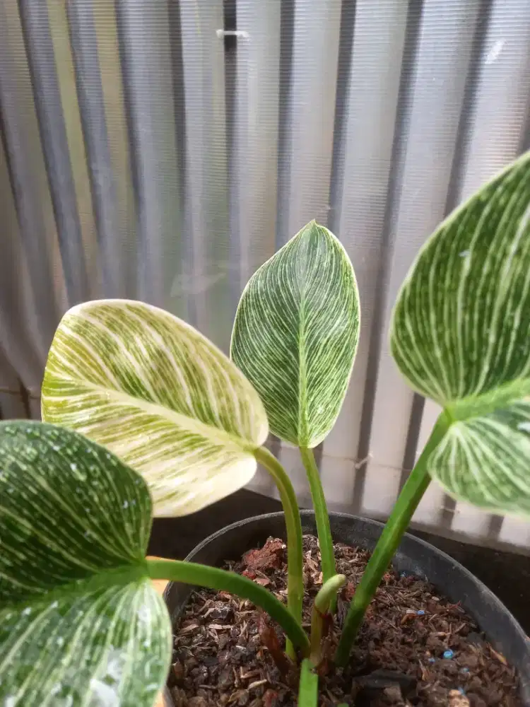 Philodendron Birkin - 5 daun