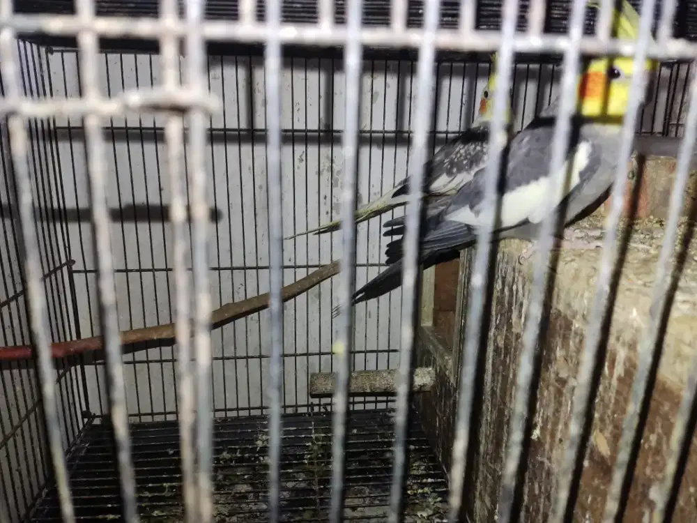 Dijual burung flak sepasang