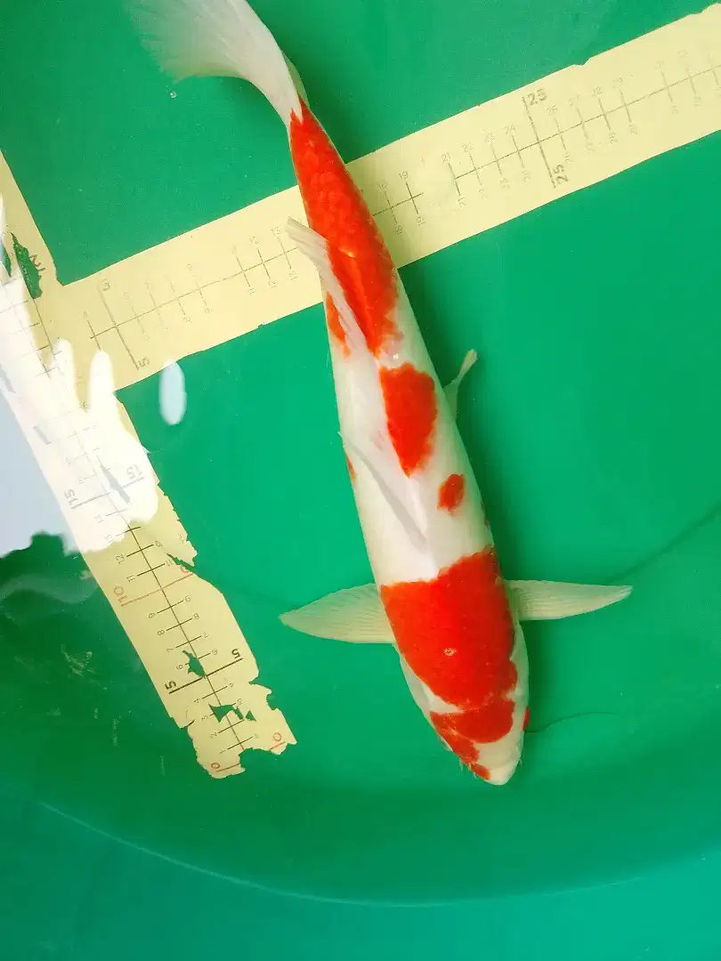 Ikan koi jenis Kohaku 38cm male