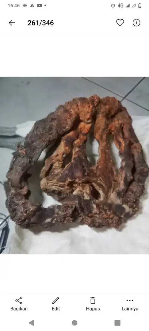 Barang langka akar rimang