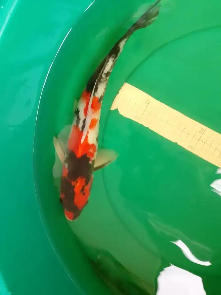 Ikan koi jenis Showa 36cm pola original