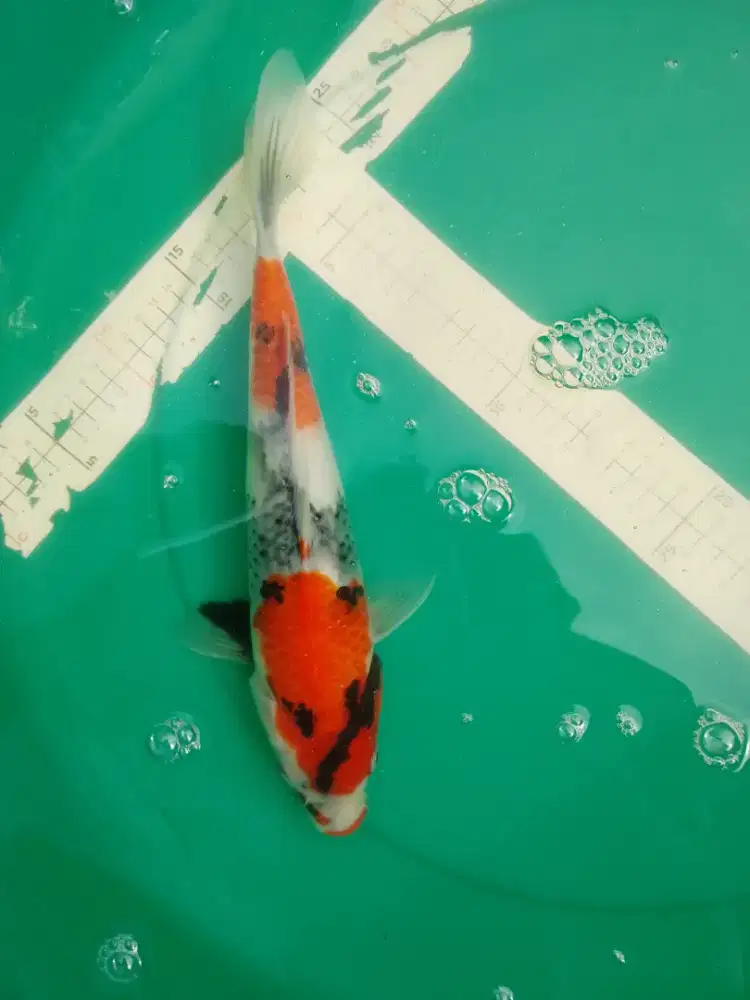 Ikan koi jenis SHOWA pola tategoi 34cm