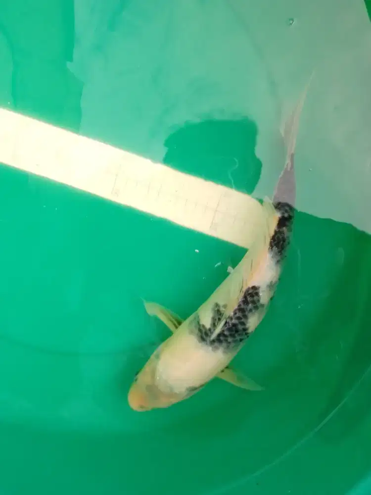 Ikan koi jenis Shiro pola tategoi 37cm
