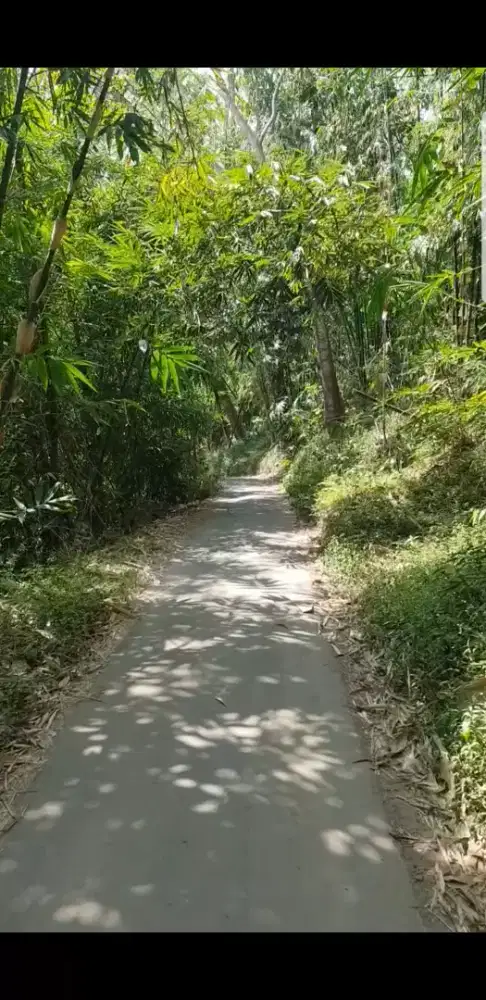 Lahan Sengon dan Jati 6473 m2 Pinggir Jalan Desa