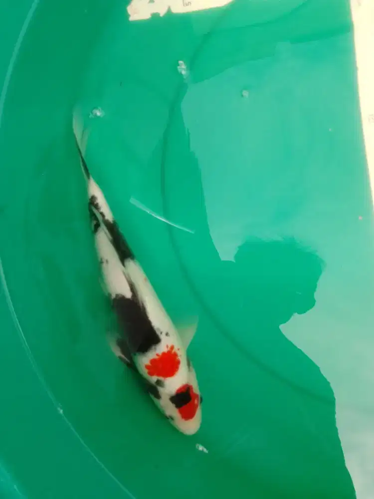 Ikan koi jenis Showa Maruten 30cm