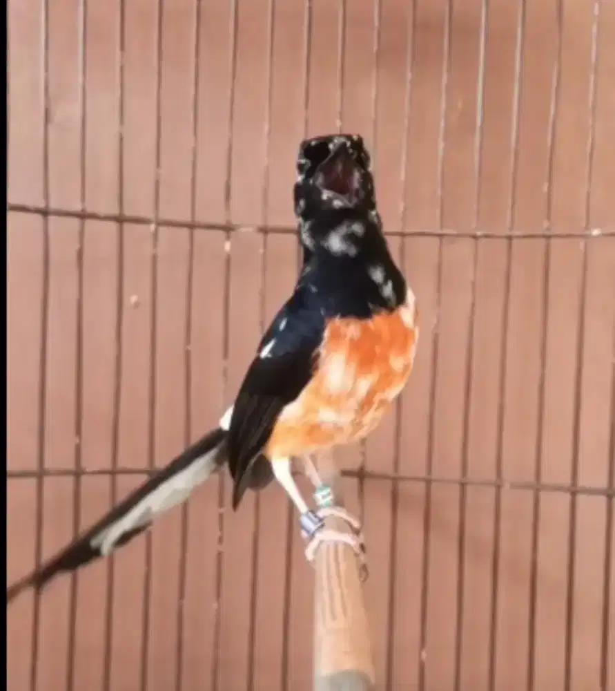 BURUNG MURAI BATU BLOROK EXTREME PRESTASI ISTIMEWA SELERA SULTAN