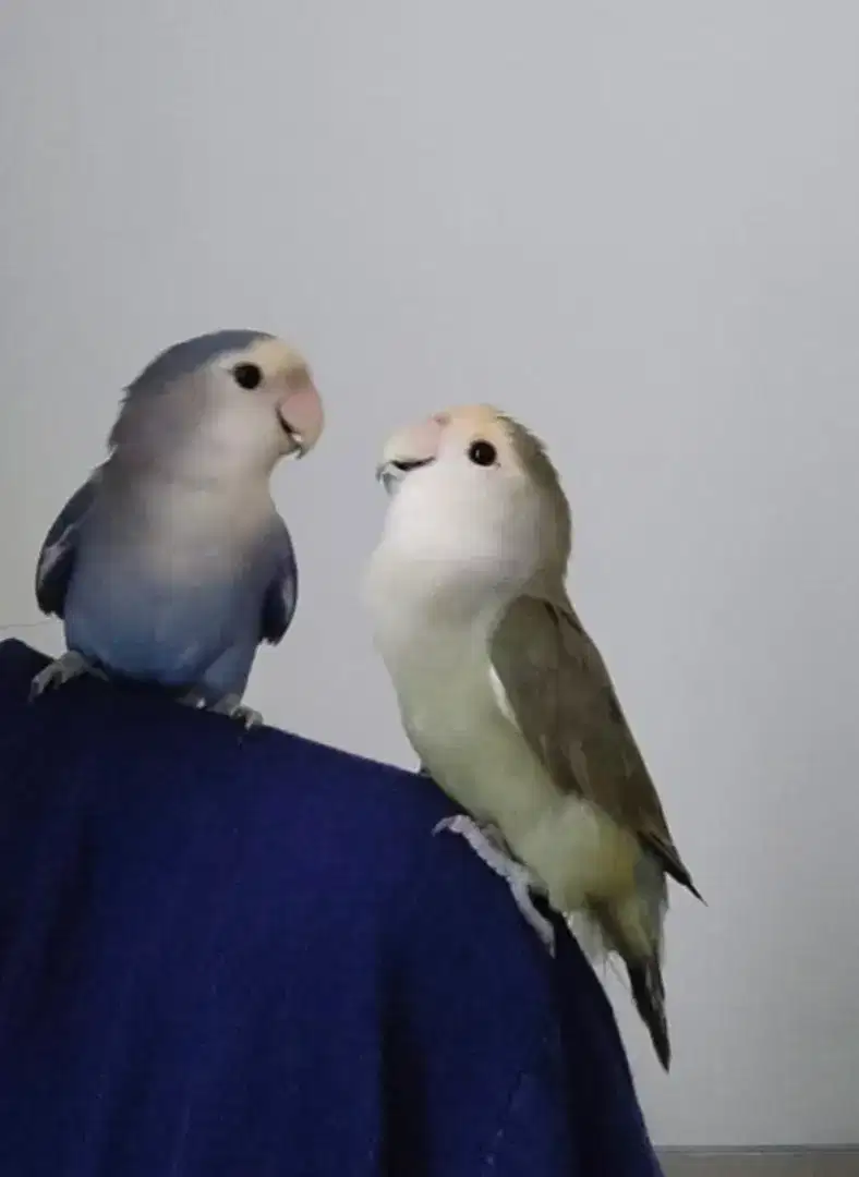Lovebird Non Klep love bird
