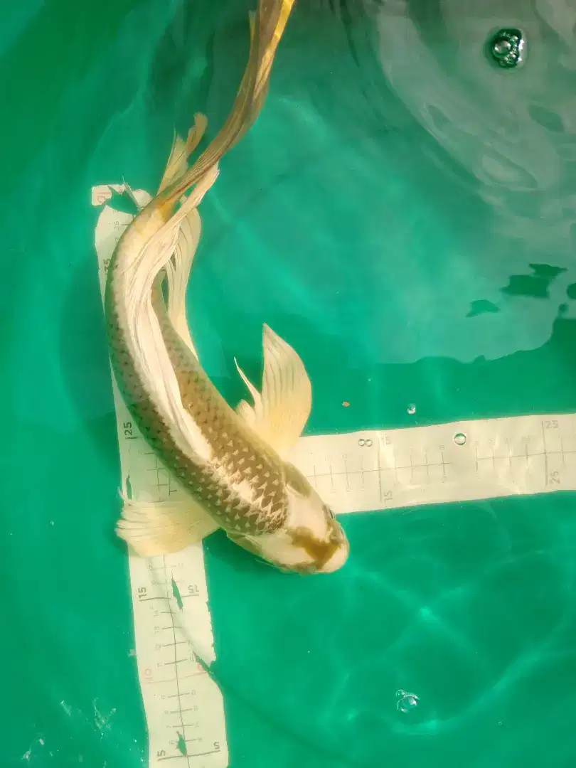 Ikan koi jenis Slayer Kabuto 44cm