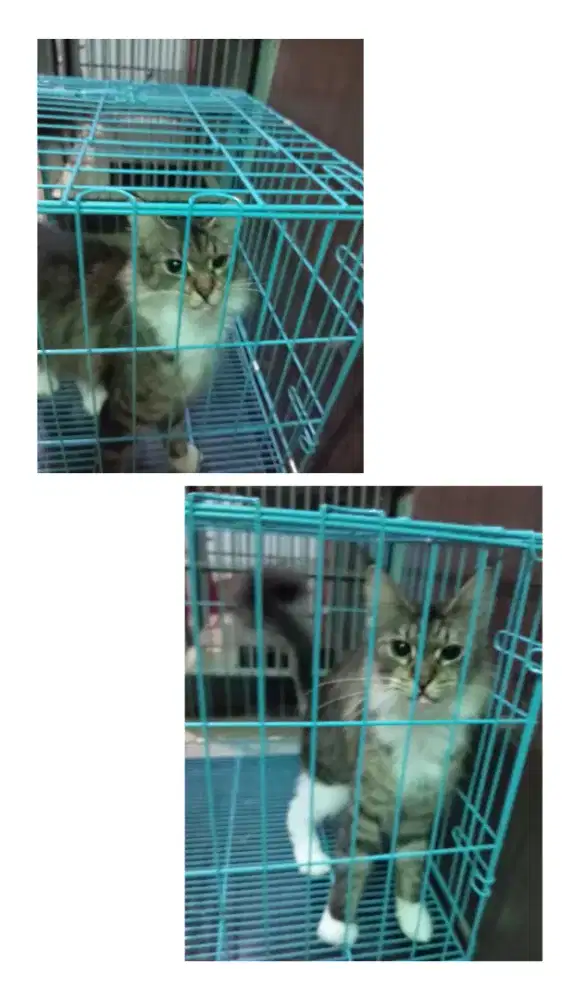 Kitten Mainecoon lincah sehat