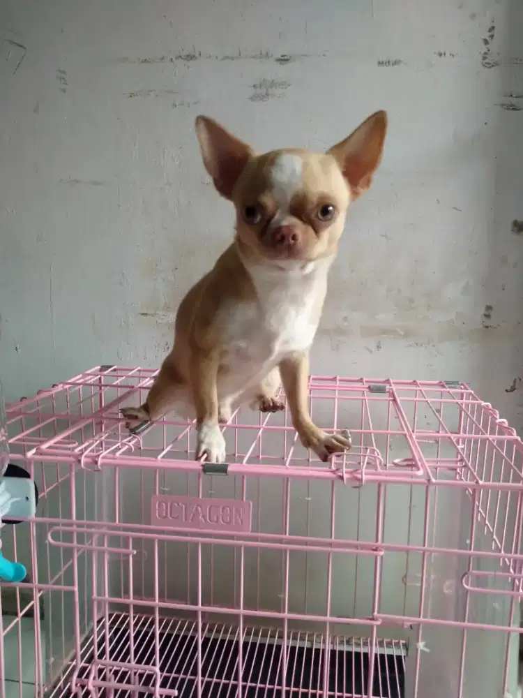 Pejantan anjing Chihuahua double Coat(short hair) kualitas import