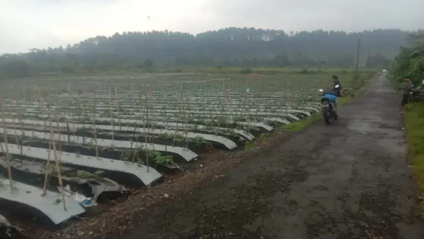 Tanah 10ha dimoga Pemalang jateng akses truk